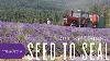 Young Living S Seed To Seal
